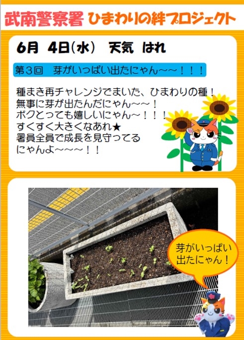 ひまわり