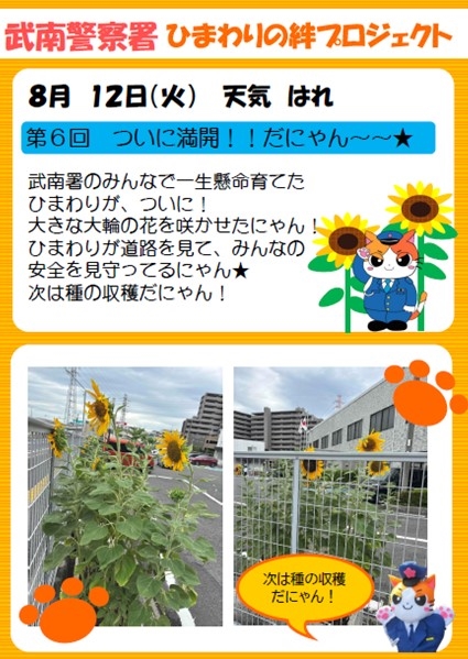 ひまわり