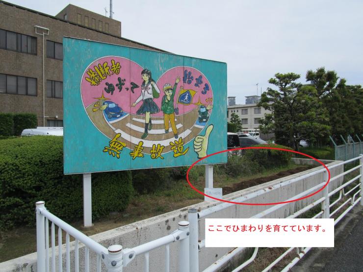 令和7年5月14日本庄ひまわりの絆プロジェクト2