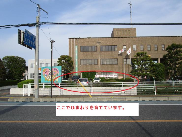 令和7年5月14日本庄ひまわりの絆プロジェクト1