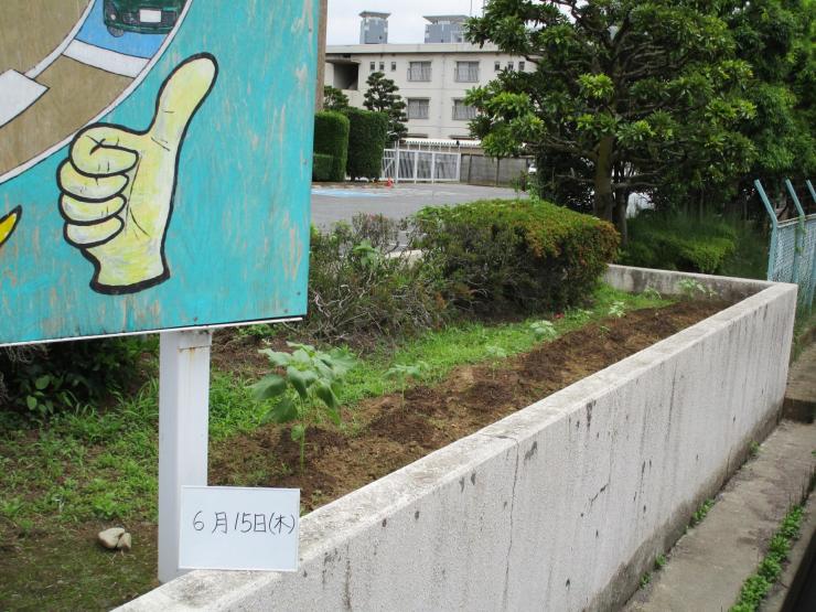令和7年6月12日本庄ひまわりの絆プロジェクト3