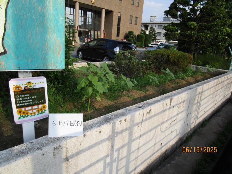 令和7年6月19日本庄ひまわりの絆プロジェクト2