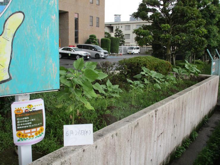 令和7年6月26日本庄ひまわりの絆プロジェクト2