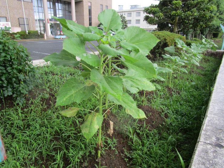 令和7年6月26日本庄ひまわりの絆プロジェクト3