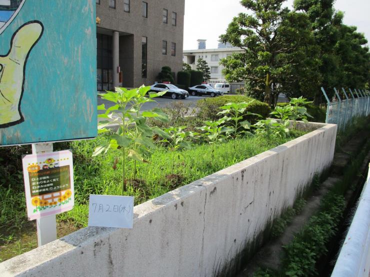 令和7年7月2日、本庄ひまわりの絆プロジェクト2