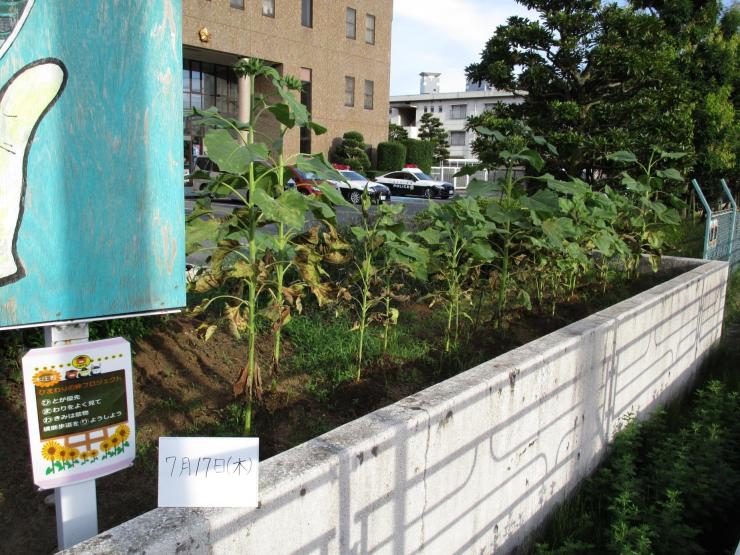 令和7年7月17日、本庄ひまわりの絆プロジェクト2