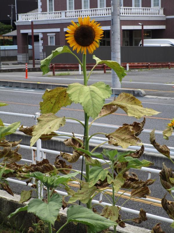 令和7年8月1日、本庄ひまわりの絆プロジェクト4