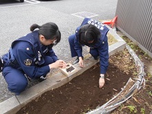 ひまわり②