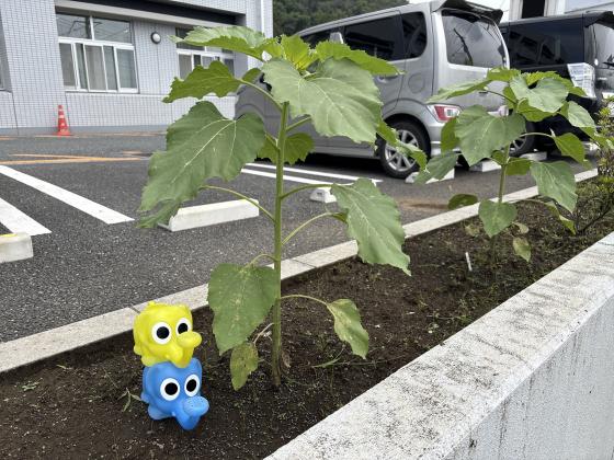 ひまわり７７