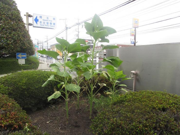 himawari01
