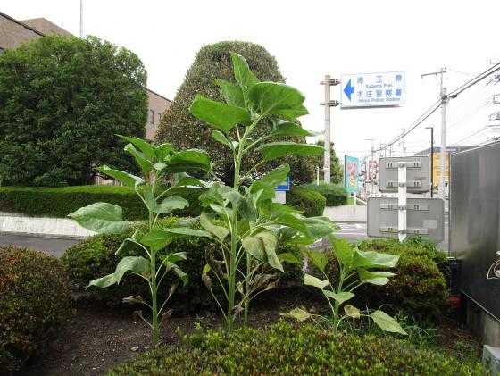 himawari