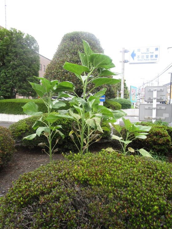 himawari
