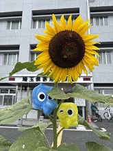 ひまわり817-4