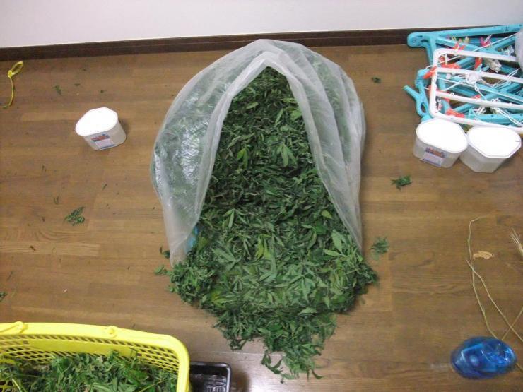 大麻 乱用が急増中 埼玉県警察